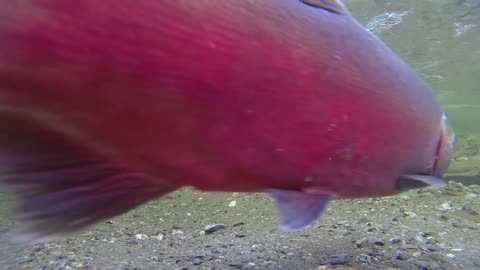 Underwater footage of salmon fish/fish video clips