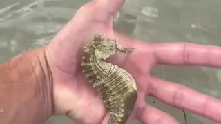 Catching GIANT SEAHORSE Under the FLOATING DEBRIS!