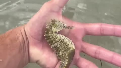 Catching GIANT SEAHORSE Under the FLOATING DEBRIS!