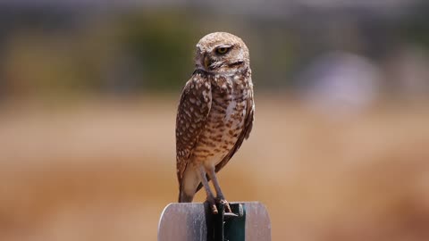 Burrowing Owl