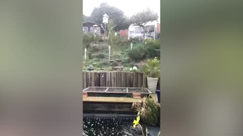 UK man rescues DEER stuck behind garden fence