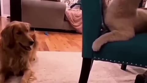 Cat slap's the dog