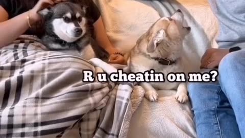 Best Funny videos playing with animals 🤣 funniest videos of 🐱 and dog 🐕