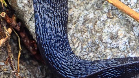 A completely black nudibranch in close-up / Nudibranch by a river.