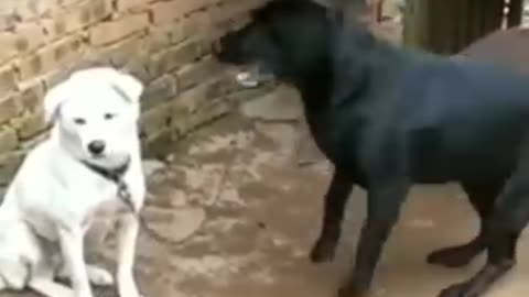 Funny Dogs