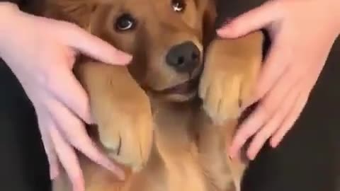 Funny animal videos|Cute animal videos |Funny dog&cat videos|Hilarious pet videos|Funny video