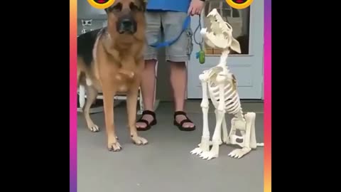 Cute Funny Dog Videos Dogs Dog Perfectly Mocks Teenager's Broken Leg Walk