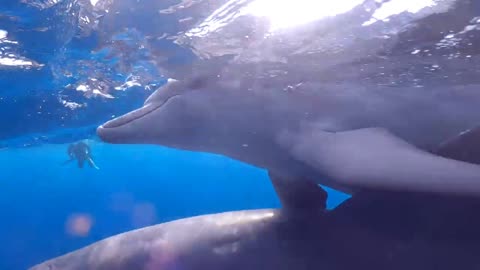 swimming with dolphins 🐬