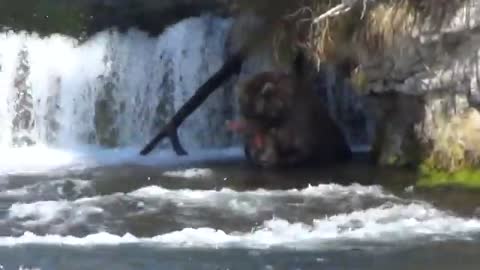 Brown Bear viewing at Brooks Falls Alaska USA (Part 3)