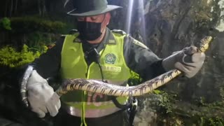 Video: Policía rescató serpiente voladora en un barrio de Bucaramanga