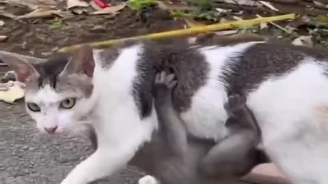 Funny animal videos|Cute animal videos |Funny dog&cat videos|Hilarious pet videos|funny video