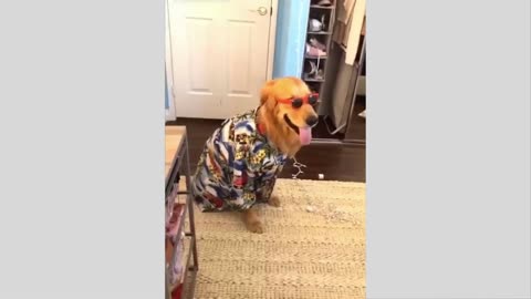 Funny Dogs And Cats - Try Not To Laugh Animals