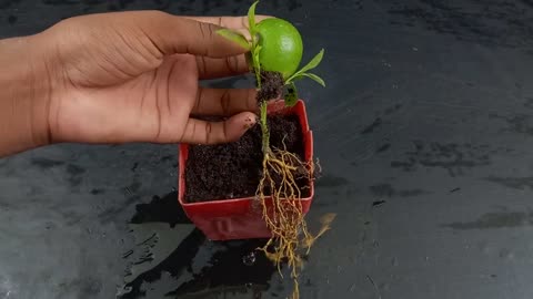 Grow lemon leaves from lemon With 100% success