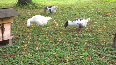 Geese Animals Birds Food Chucks Eat Feather