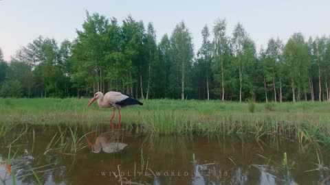 How to properly install the camera on a BLACK stork.