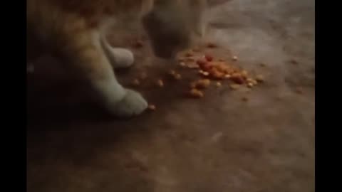 Cat came to for some food funny video
