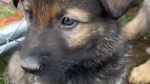 Watch My Sable German Shepherd Puppy Grow Up