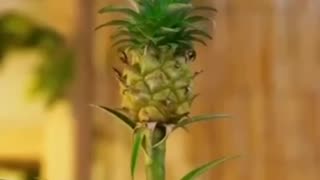 grow your own pineapple