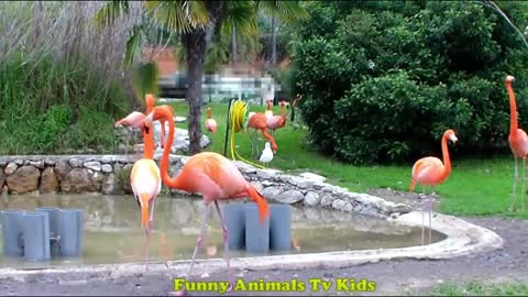 elefante - flamingo bichos bonitos bom