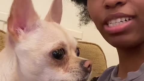 Chihuahua Gently Ruffs at Intruder