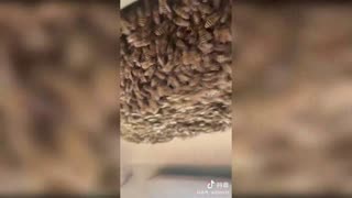 Video: Hombre que conduce con colmena de abejas en su auto es sensación en China