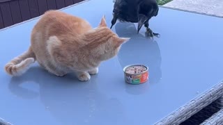 Crow Steals Kitty's Meal