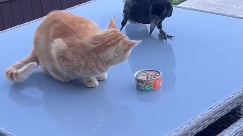 Crow Steals Kitty's Meal