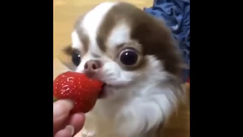 Funny Dog eating Strawberry 2021.