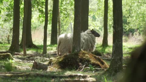 Sheep Trees Forest Grass Rural Animal