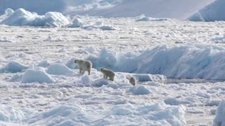 Isolated Greenland polar bears adapt to climate change