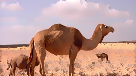 2 HOURS of Funny Camels