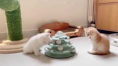 "Furry Fiesta: Cute Kittens in Playful Harmony"
