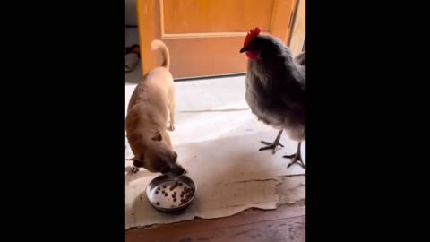 Hen fight with dog funny video