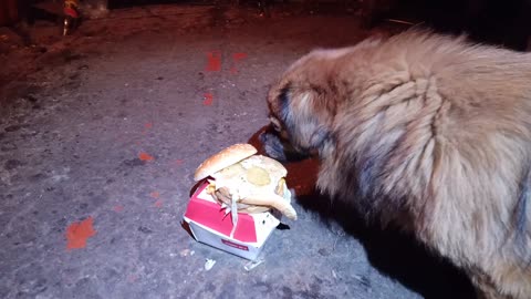 The dog tastes a double hamburger for the first time