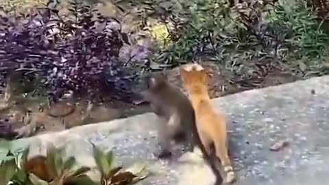 monkey and cat (two witnesses)being best buds