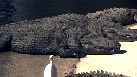 #Alligators Sunning