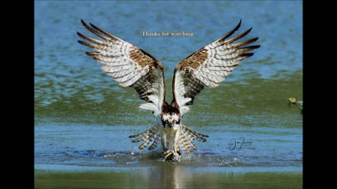The Dive, Osprey (Pandion haliaetus) Sept 2022 S. Ontario