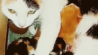 "Adorable My Cat Gave Birth To A Mini Me😻🐾🧡🤍🖤🎶🎼💫Come See