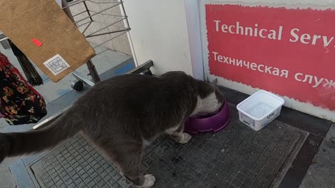 Lazy fat cat meowed and showed me her empty plate as always