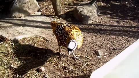 beautiful golden pheasant and waders in 2023