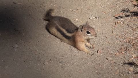 WATCH ME! WATCH ME!: I'M SO ADORABLE, AREN'T I?🐿