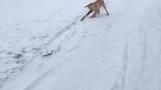 Overexcited Lab Plays With Child