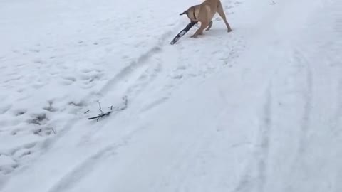 Overexcited Lab Plays With Child