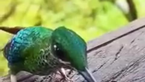 Humming bird drinking water