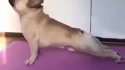 Pug yoga