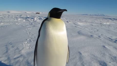 PENGUIN