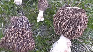 Morchella Elata