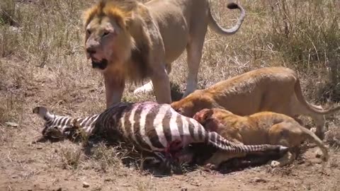 Serengeti_ Pride of lions hunting and killing zebras (4 K_UHD)