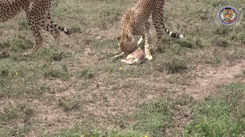 Panthers and Baby Gazelle