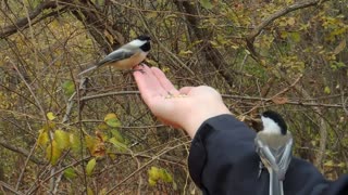 Woman hand feeds wild birds